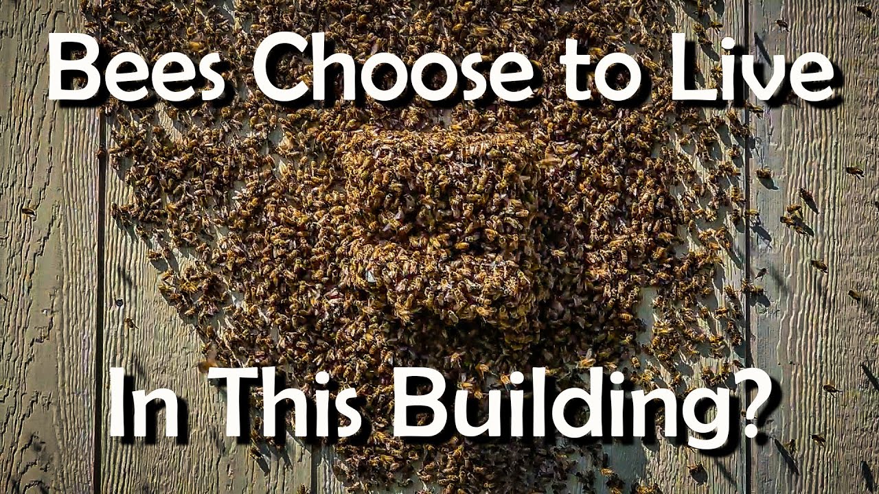 Bee Swarm Explained What are They Doing and Why This swarm is moving in on its own.