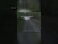 Cyclist Collides with Bear During Forest Ride