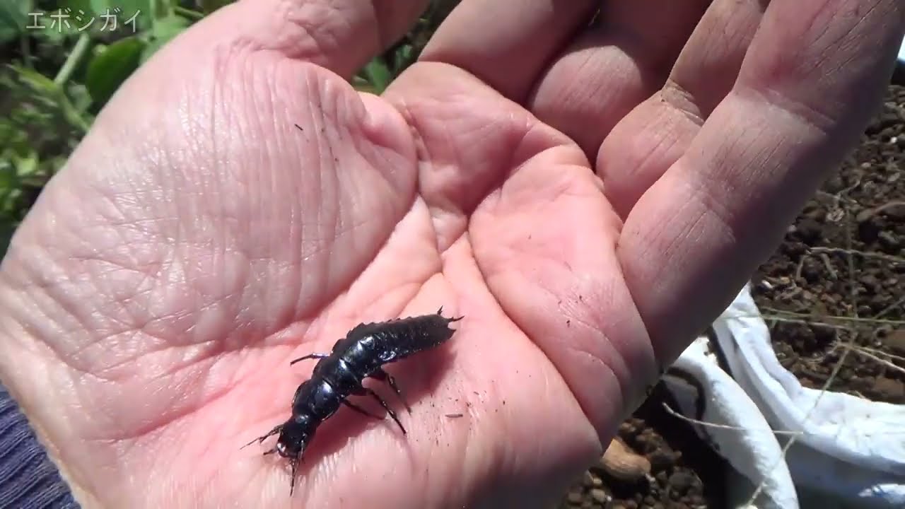 かたつむりにかぶりついて離れないマイマイカブリの幼虫。食べることに