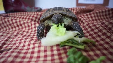 Hibernation of a Tortoise! ~ Meysha Travis