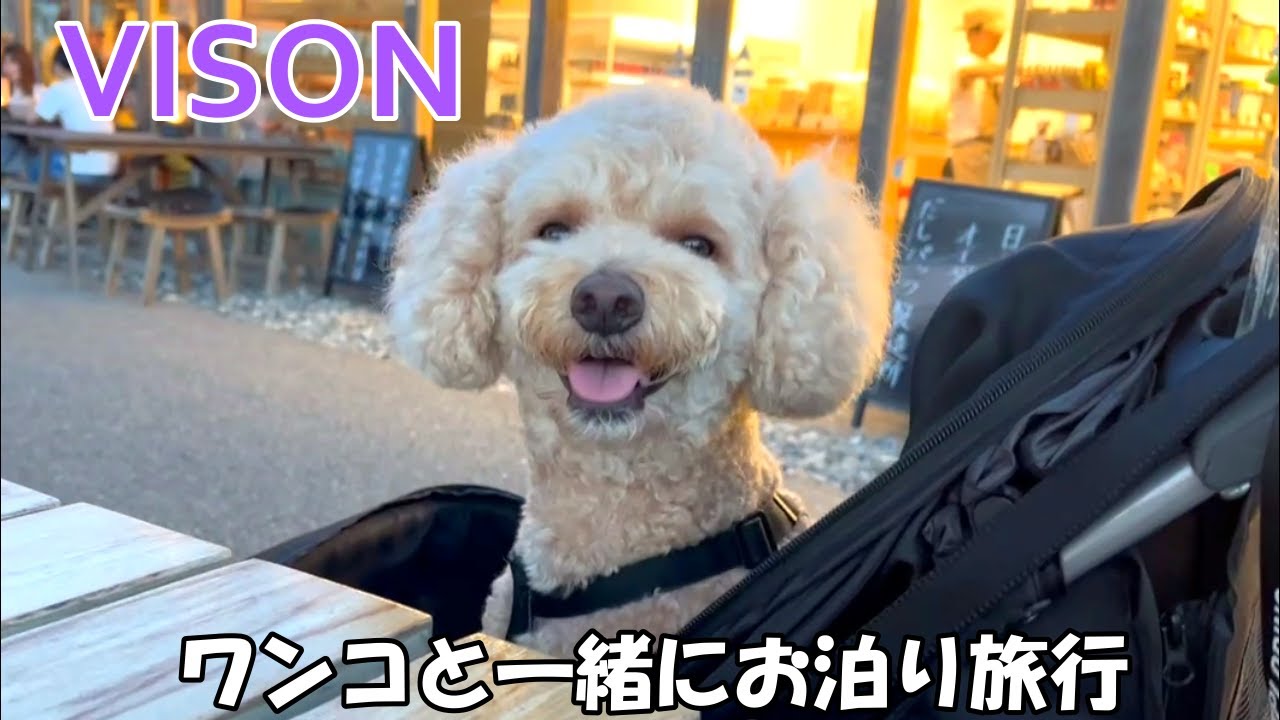 【VISON三重】初めてのお泊まり旅行が嬉しすぎる大きいトイプードル【デカプー】【toy poodle】