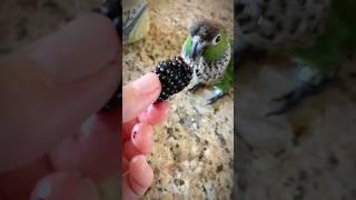 Me not like blackberries | cute conure parrot 🦜