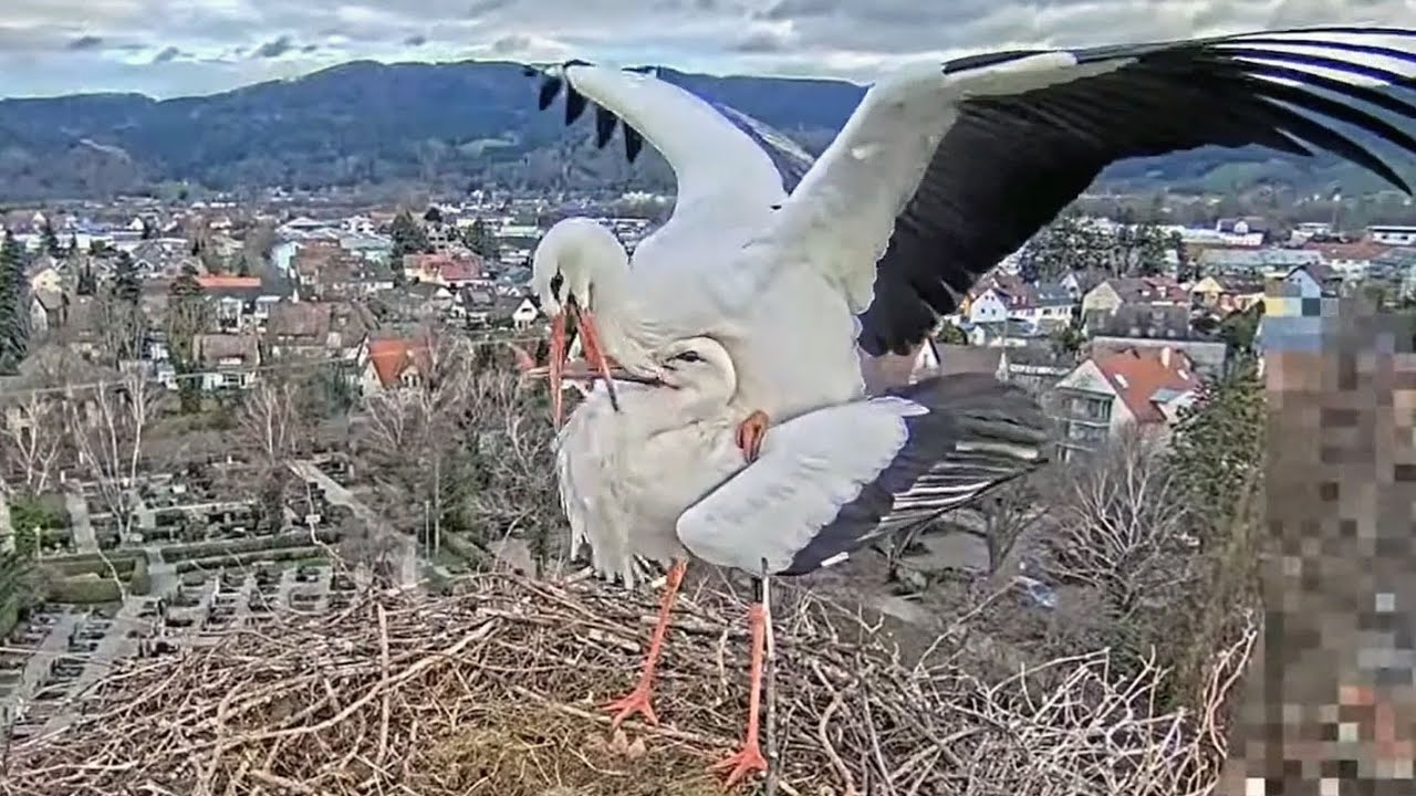 Kirchzarten Stork Nest
