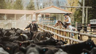 Shipping Cows near Lincoln, Montana