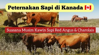 PETERNAKAN SAPI LUAR NEGERI PART 6 - suasana musim kawin sapi Red Angus & Charolais Kanada 🇨🇦