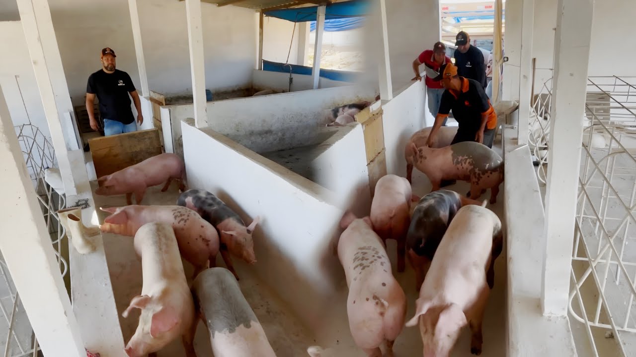 VEJA COM QUANTOS QUILOS SAÍRAM NOSSOS SUÍNOS COM 130 DIAS DE VIDA 🐽