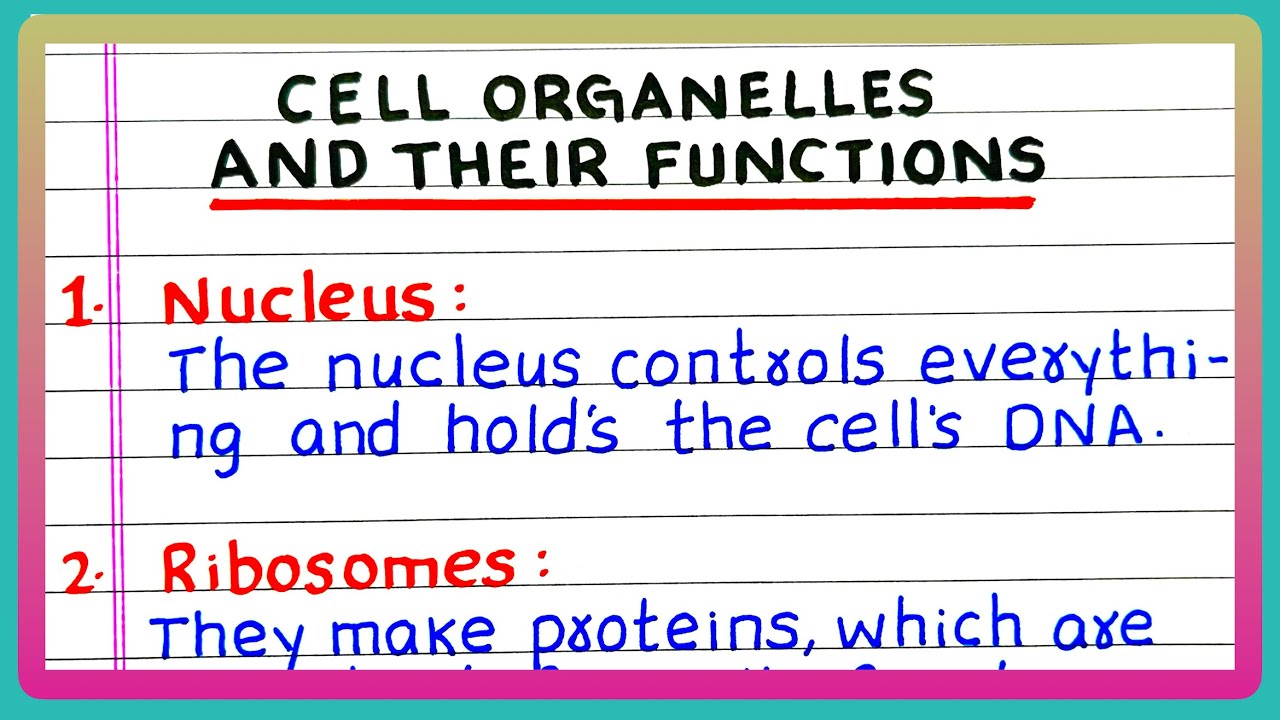 CELL ORGANELLES AND THEIR FUNCTIONS | DIFFERENT CELL ORGANELLES AND ...
