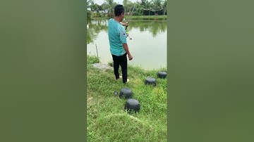 Vlogs 25 Báo cá - Hồ Vườn Dừa ấp Ngã Tư, xã Nhuận Đức, huyện Củ Chi, TP HCM || Mần Nông Vlogs