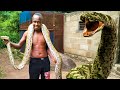 Hunting the big snakes of africa 1000 ways to die extreme  dangerous