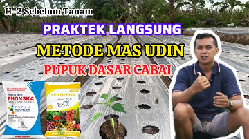PUPUK DASAR CABAI | CARA TANAM CABE FULL METODE MAS UDIN