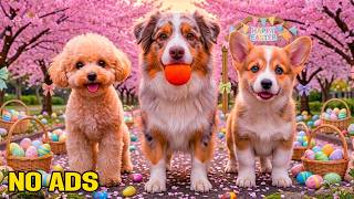12 HOURS of Dog TV for Dogs to Watch 🐶 Gentle Easter Ambience & Calm Videos for Home Alone Dogs screenshot 5