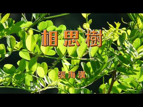 張海漢-相思樹『 相思豆呀相思豆始終猜不透 呀猜不透裡面呀裡面是相思還是愁』 #張海漢 #相思樹【動態歌詞/Lyrics Video】