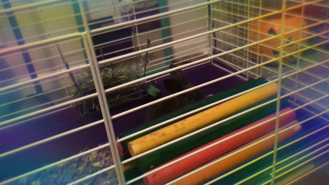 Feeding my rabbit some lettuce YouTube