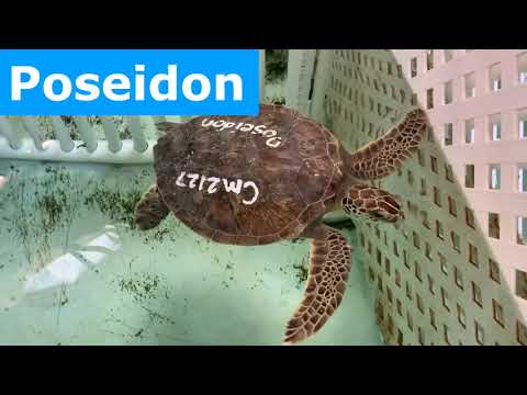 Marine Science Center - Meet Our Sea Turtle Patients