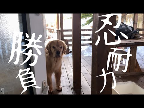 オヤツをめぐって何度も飼い主に駆け引きを挑むゴールデンレトリバー