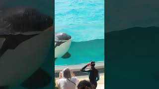 天才シャチ「ラビー」の声が可愛すぎ♥ #Shorts #鴨川シーワールド #シャチ #Kamogawaseaworld #Orca #Killerwhale