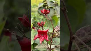 অবহেলিত বুনো ফুলের অপরূপ সৌন্দর্য | My Rural Journey 🌿 #Shorts #Nature