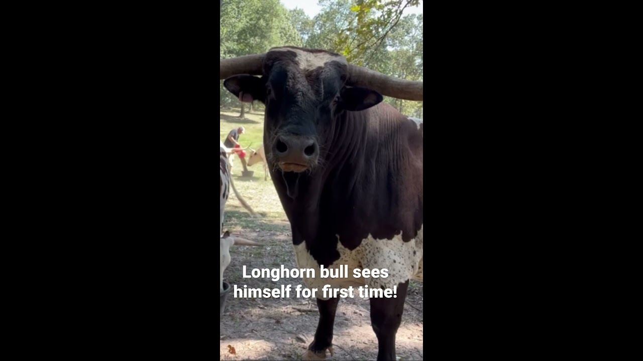 Longhorn Bull Sees Himself For First Time 