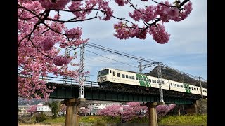 【4K 60P】伊豆急　185系「踊り子」101号　河津桜とともに　20190224