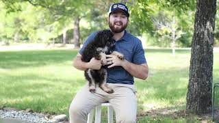 Harley - Micro Mini Bernedoodle | Hidden Acres Puppies