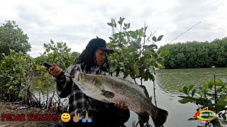 Monster Kakap Putih Landed Dengan Piranti Ultralight || Casting Barramundi || Ultralight Fishing