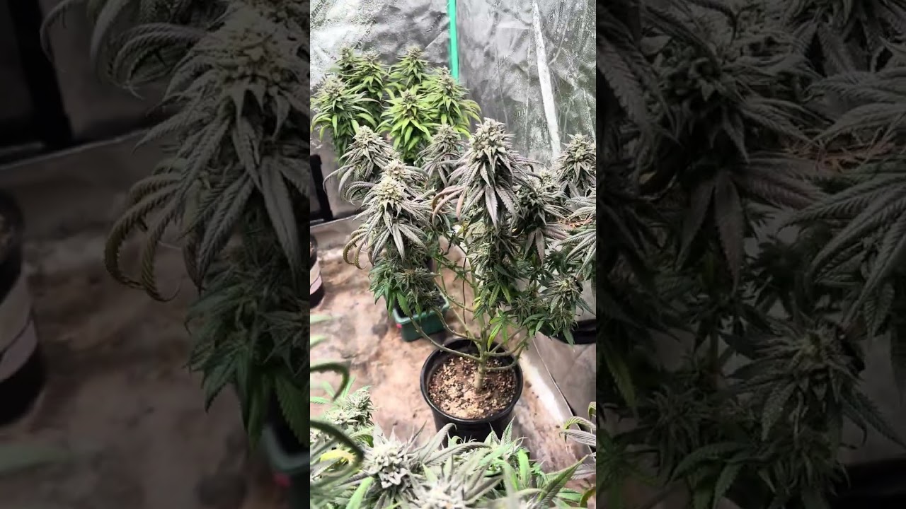 Breeding project-seed junky 