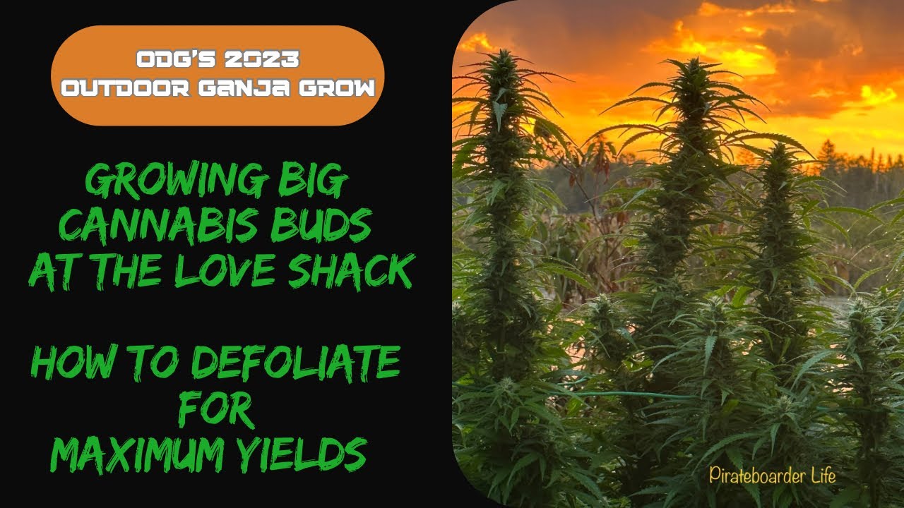 ODG’s 2023 OGG Growing Big Cannabis Buds at the Love Shack…How to Defoliate for Maximum Yields