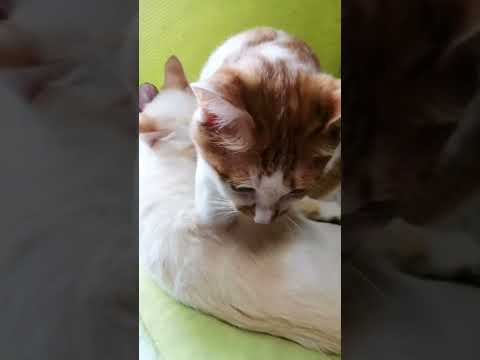 【ねこ動画】きなこに抱きつく子猫のゆきちゃん🐱 #shorts #猫 #子猫