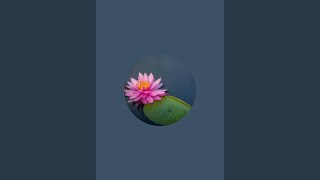 Purnaa is live.🔴