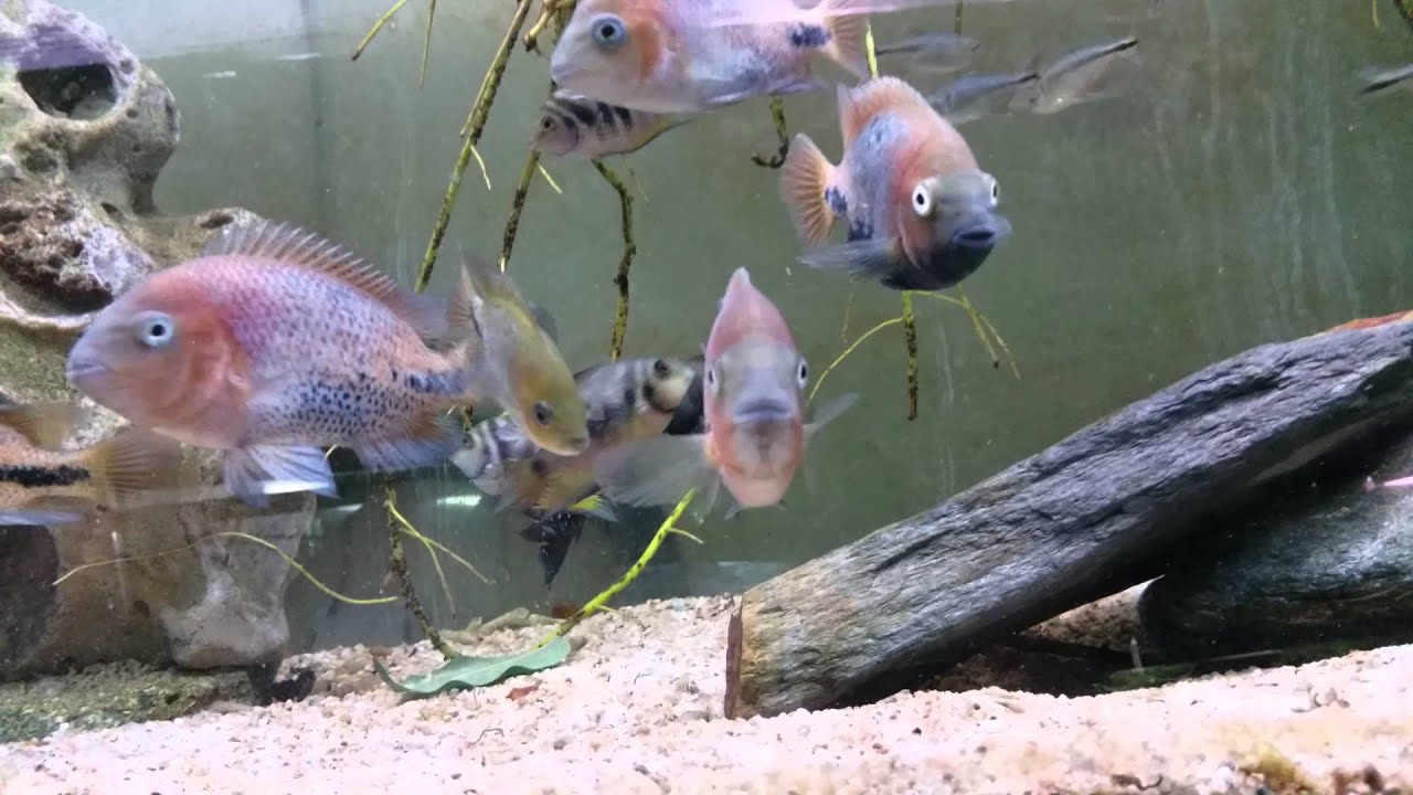 Vieja melanurus Lac Peten