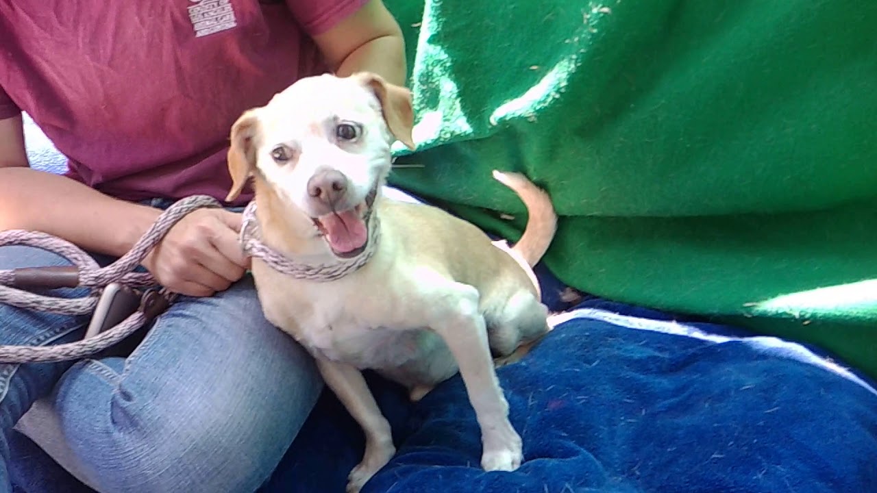 adoptables amino A5291134 Carter | Terrier