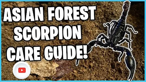 (Forest Scorpion Care Guide) Scorpion got Babies! 😱 2023