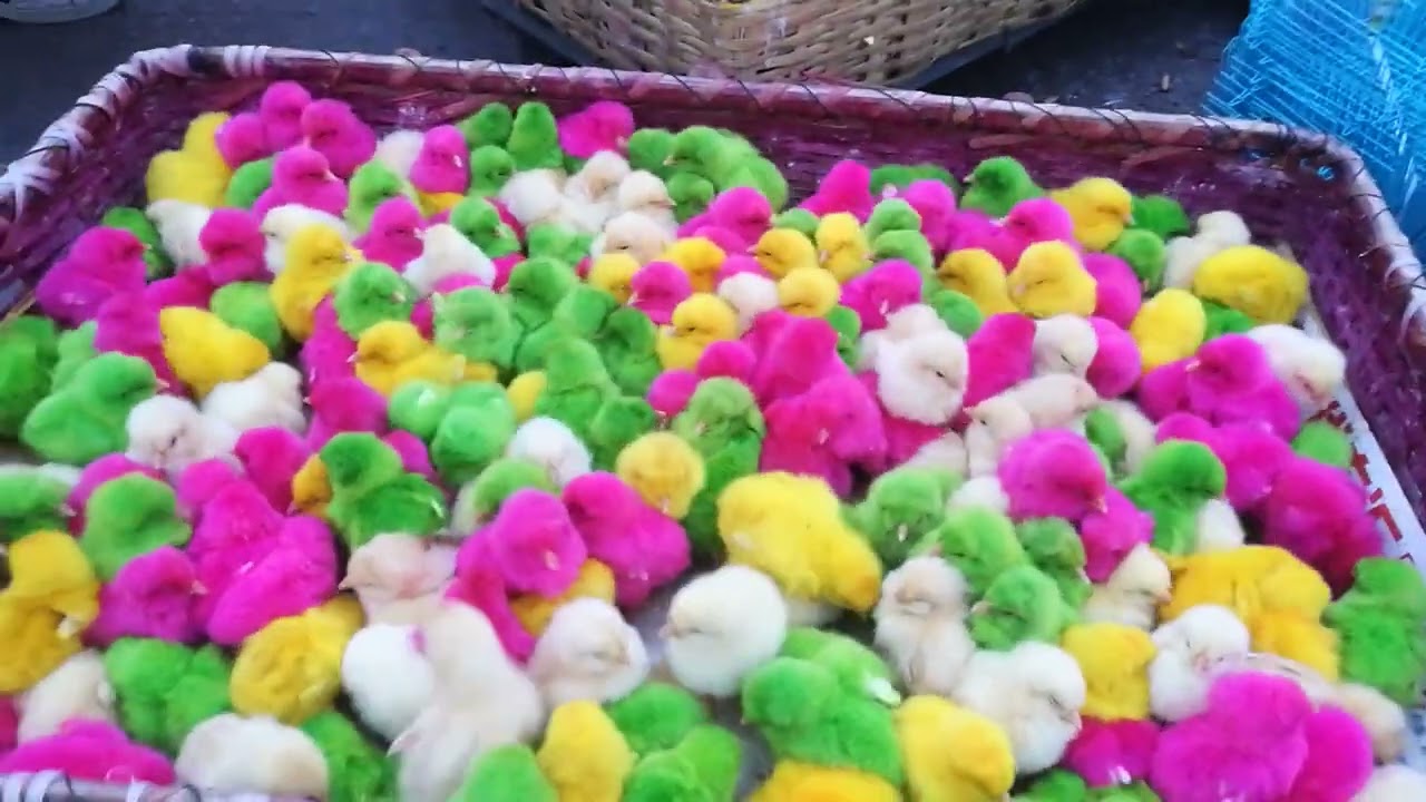 A moltitude of colorful chicks chirping