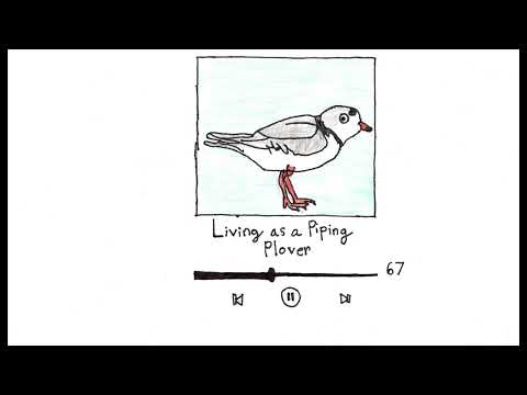 Living as a Piping Plover | San Diego Chirp