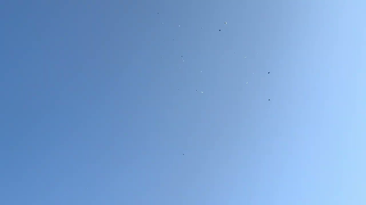 Голуби летают 