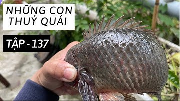Tập 137 - Câu Cá Rô Đồng, Chinh Phục Thuỷ Quái Ham Mồi Lâu Năm ( Clip tổng hợp )