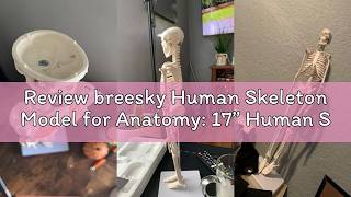 Review breesky Human Skeleton Model for Anatomy: 17” Human Skeleton Model with Movable Arms and Legs