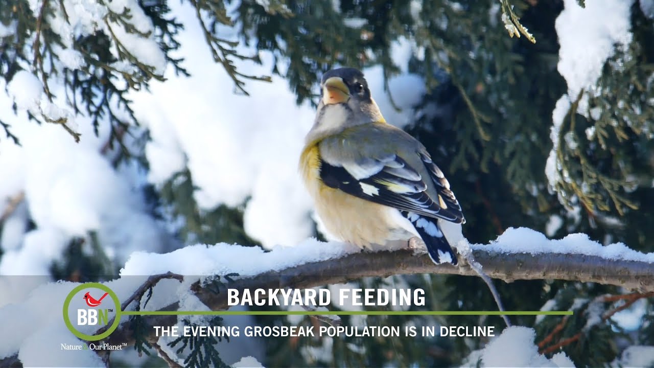 BBN S8:E02 - Evening Grosbeaks in Decline, Red-Bellied Bullies, Tired Woodpeckers, European Starling
