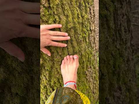 Grounding woodland tree