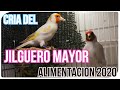 🐣CRIA DEL JILGUERO MAYOR 2020⌛ (JOSE NITRO)