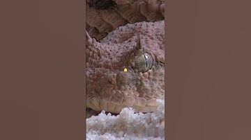 Top 4 Sahara desert animals || Top 4 animals of Sahara desert with dangerous viper snake