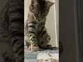 Котенок Барс и гусеница