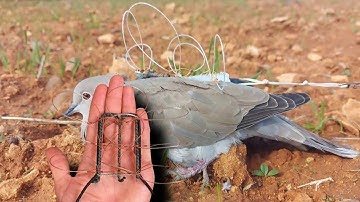 hunting peregrine falcon / How to make a trap to catch the peregrine falcon