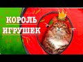 Король Игрушек. Что выберет смешной Сибирский кот?