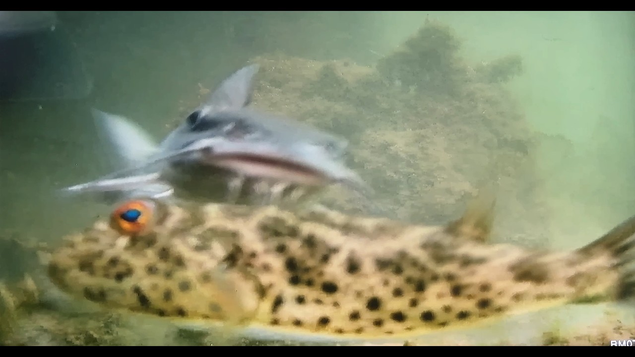 Pompano Beach Dock Live Fish Cam — Pompano Beach, FL live camera thumbnail
