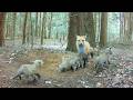 Mom Red Fox Catches Snakes, Fish & a Skunk for Dinner