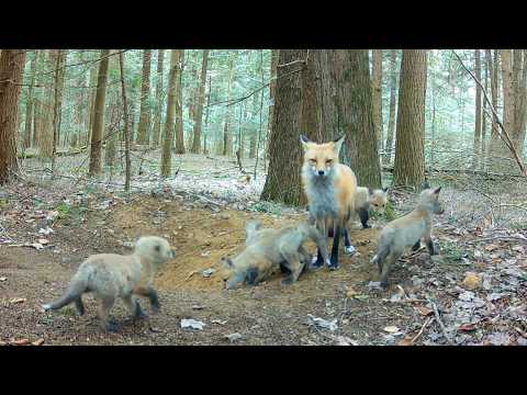 Mom Red Fox Catches Snakes, Fish & a Skunk for Dinner