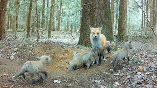 Mom Red Fox Brings Snakes, Fish & a Skunk for Dinner