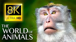 The WORLD of ANIMALS in 8K ULTRA HD • Amazing Wildlife and Nature Sounds 8K TV