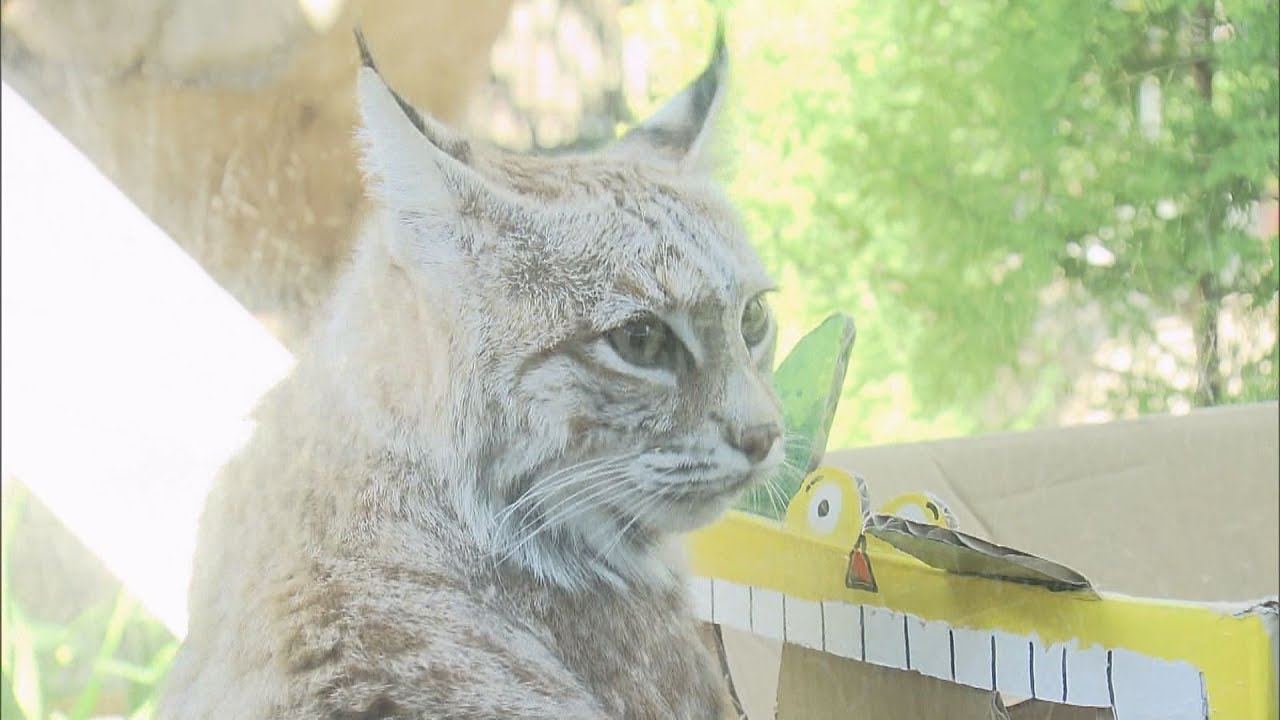 神戸・王子動物園　ネコの日イベントで来園者魅了